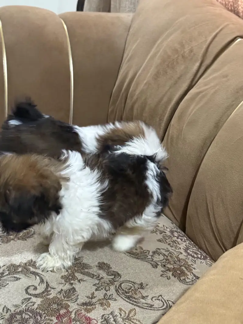 Shihtzu puppy male — photo 12