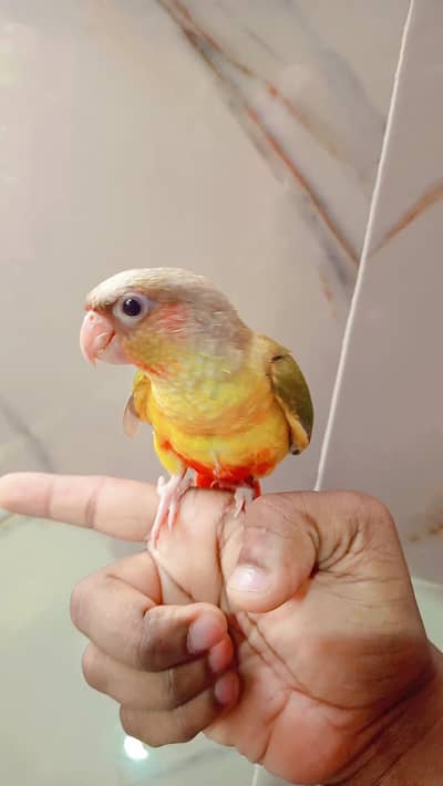 pineapple conure
