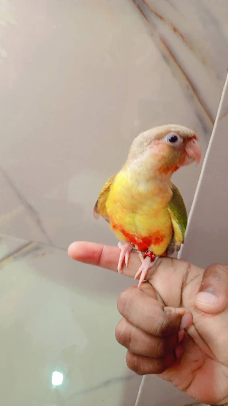 pineapple conure 1