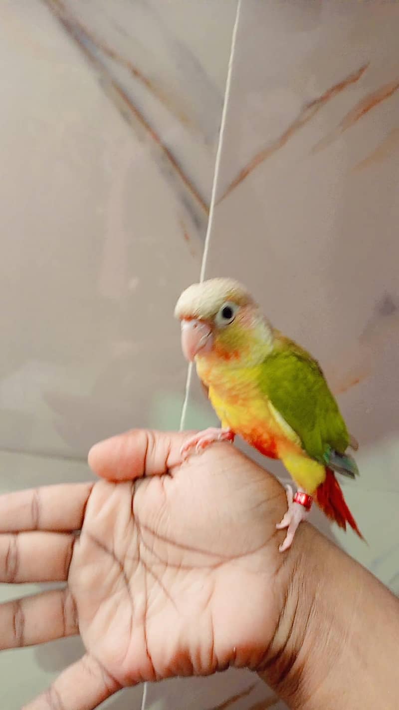 pineapple conure 2