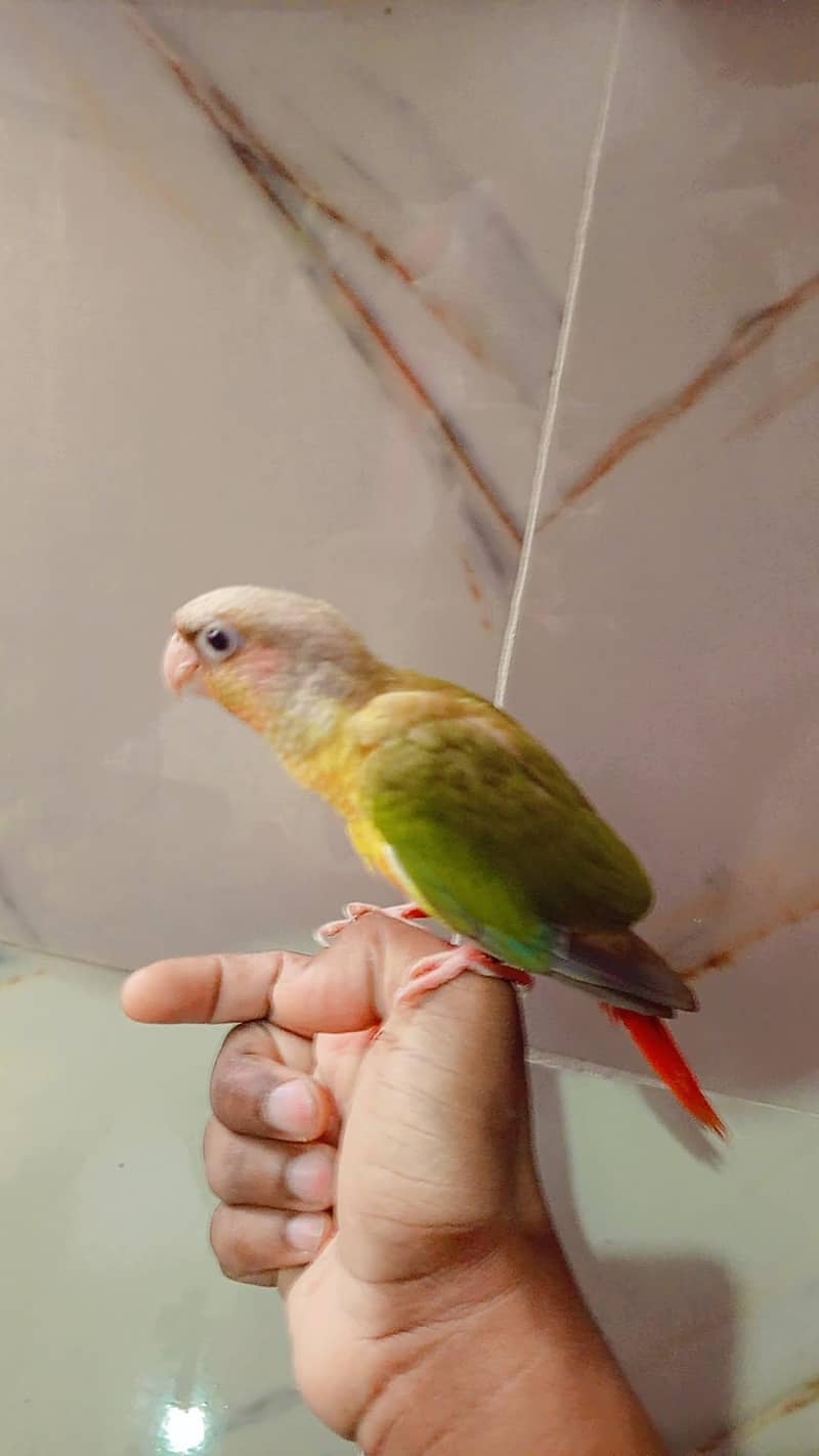 pineapple conure 3