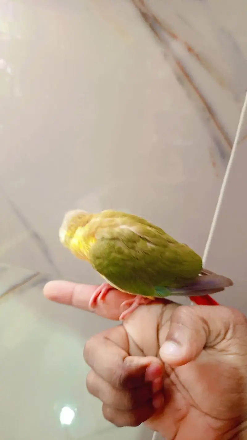 pineapple conure — photo 5