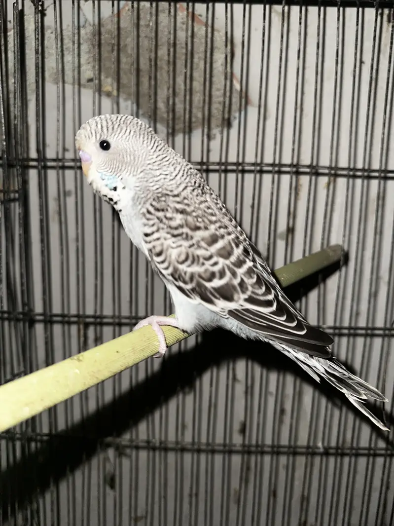 King Exhibition Bugie — photo 2