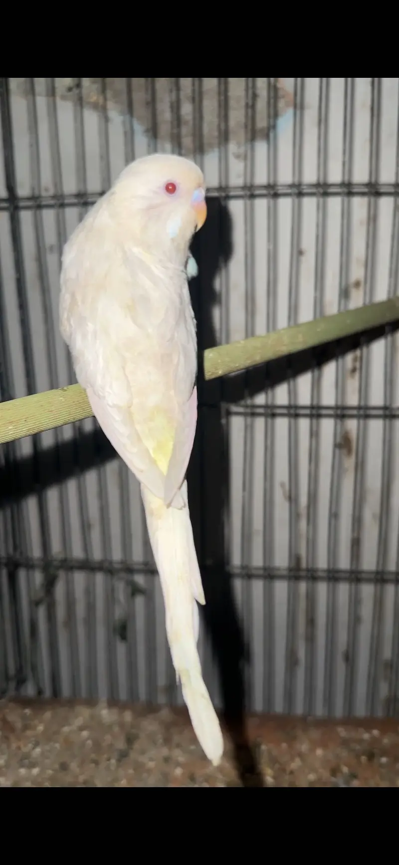 King Exhibition Bugie — photo 3