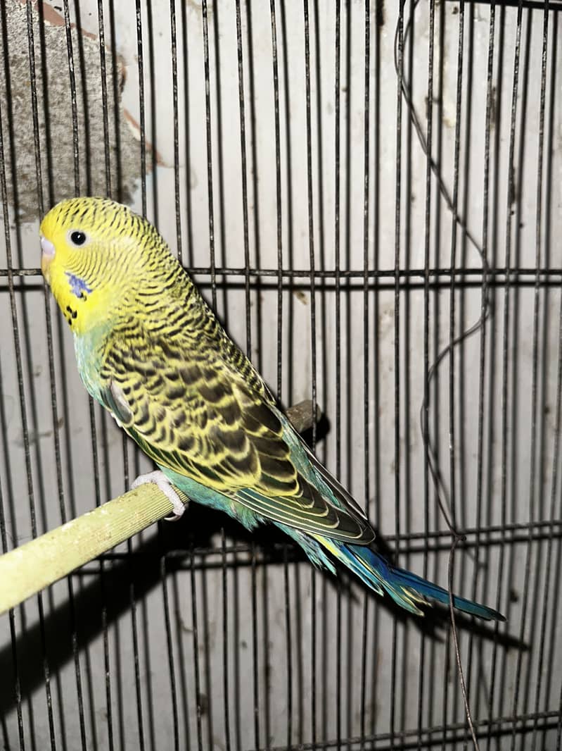 King Bugie 3