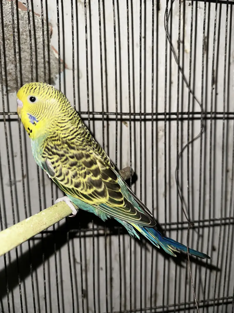 King Exhibition Bugie — photo 4