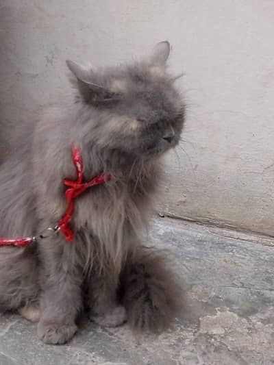 persian cat