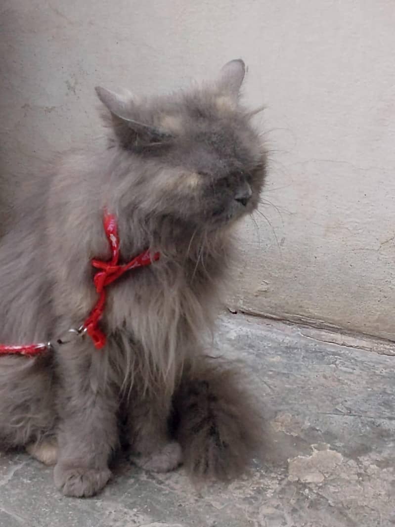 persian cat 0