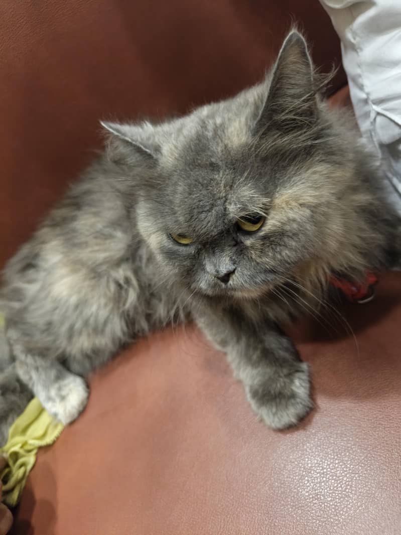 persian cat 1