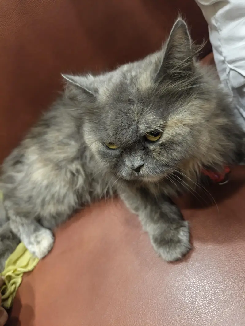 persian cat — photo 2