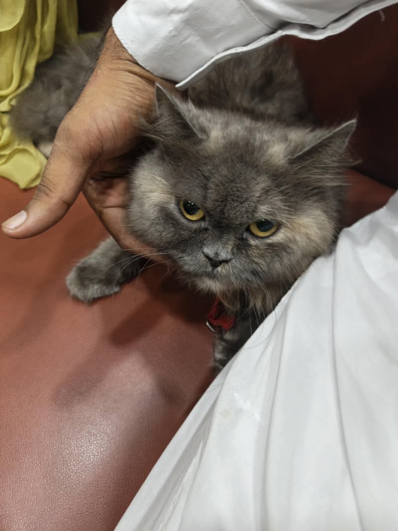 persian cat 2