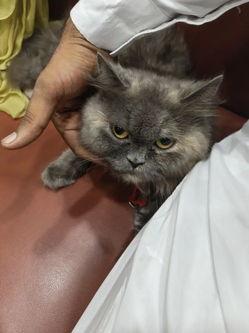 persian cat — photo 3
