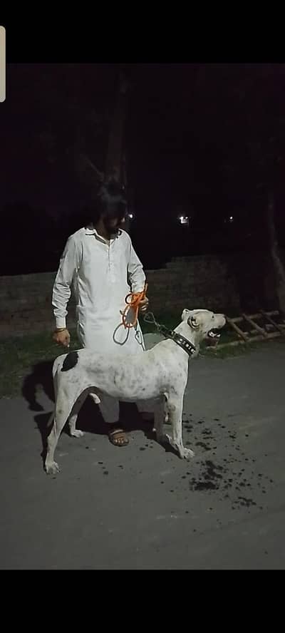 Fully Trained & Intelligent Male Bully Gultair Dog – 11 Months
