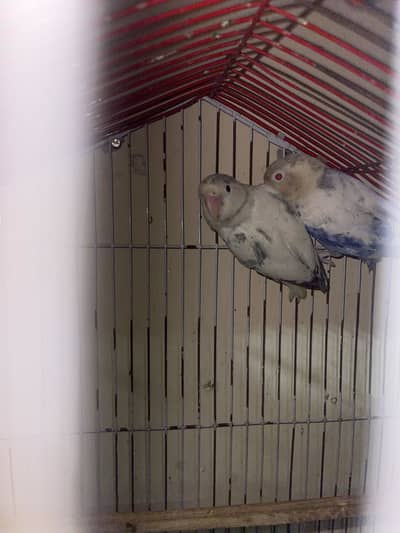 Love bird pair for sale