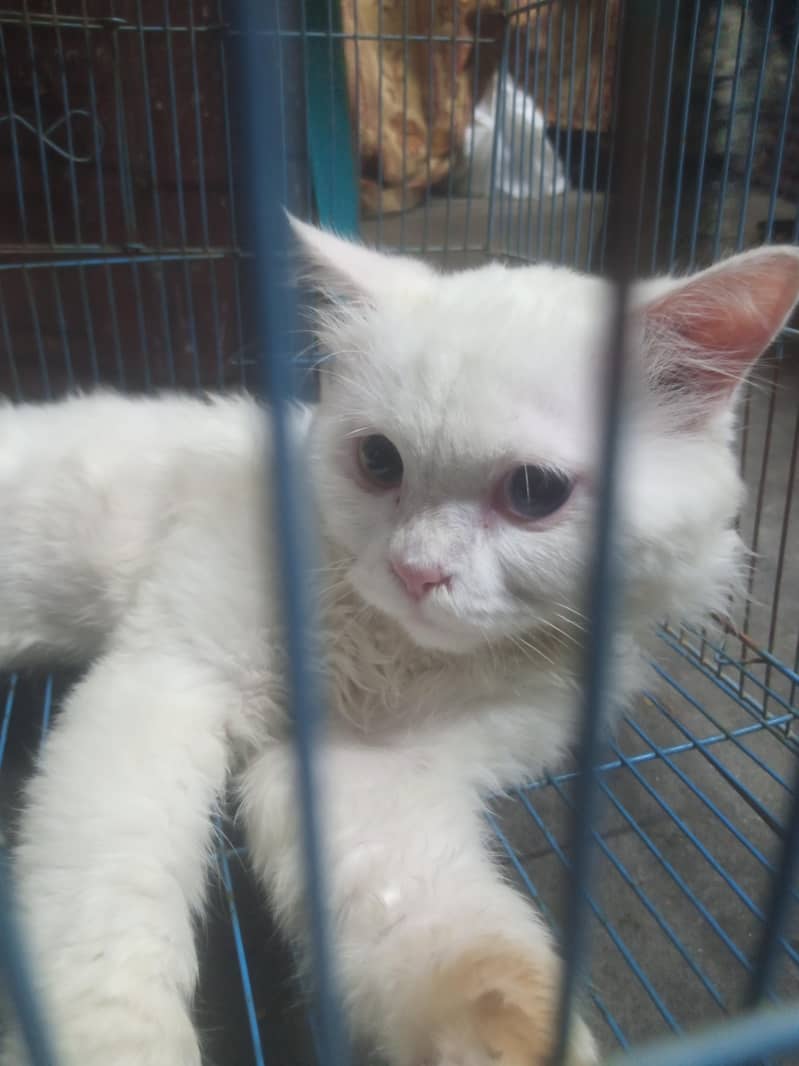 white persion cat 0
