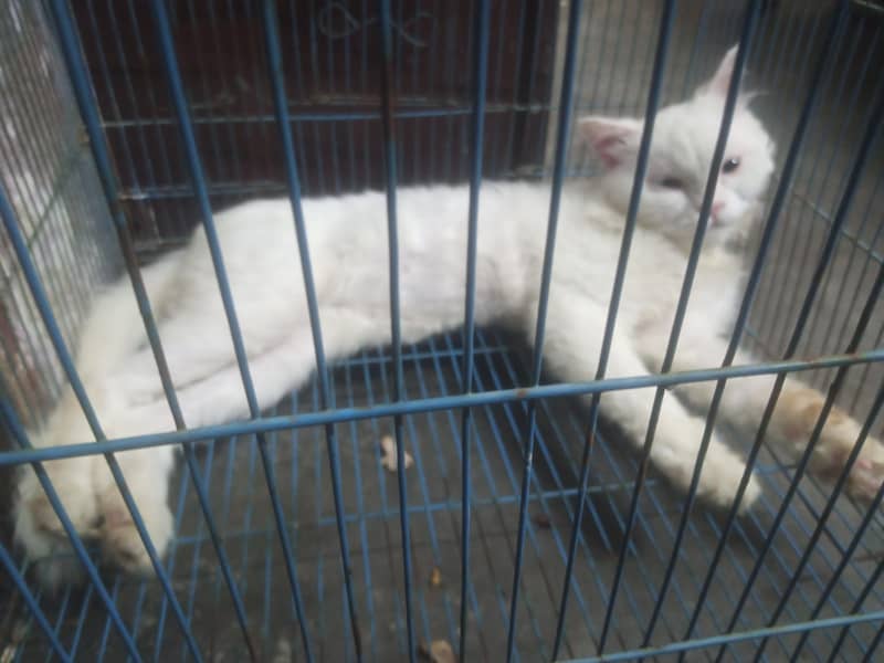 white persion cat 1