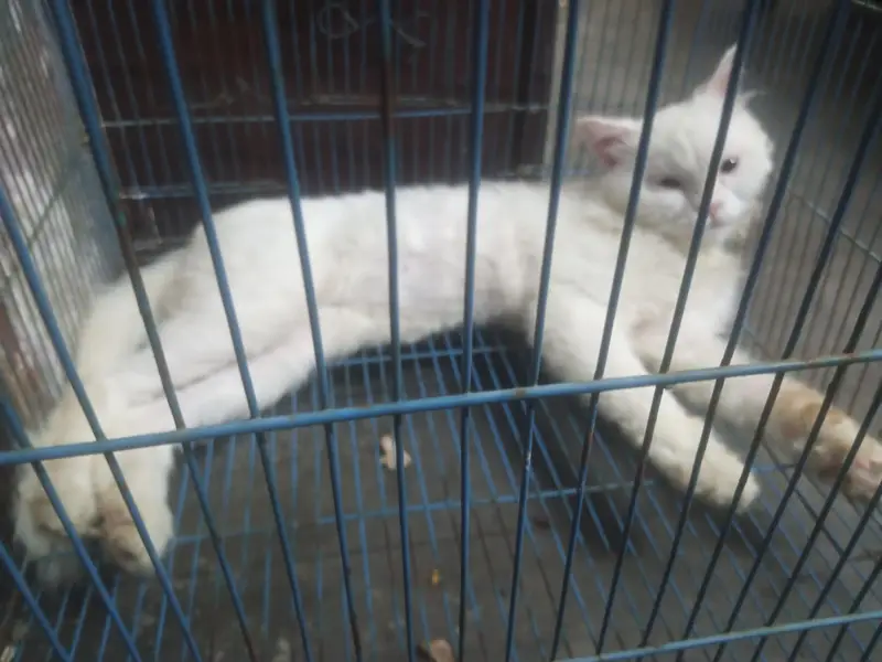 white persion cat — photo 2