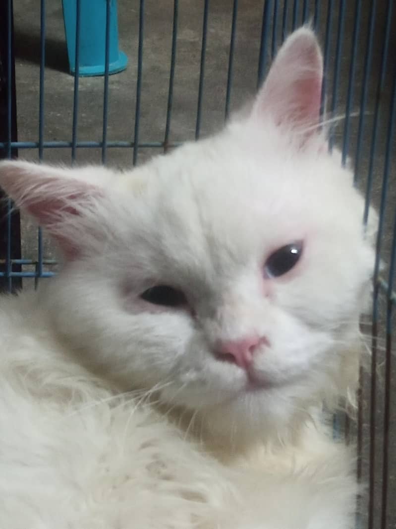 white persion cat 2
