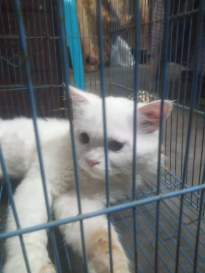 white persion cat 3