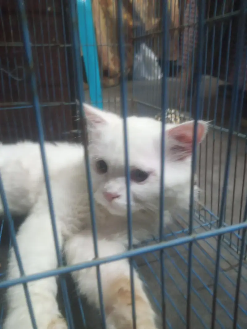 white persion cat — photo 4