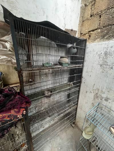 parrots cage used