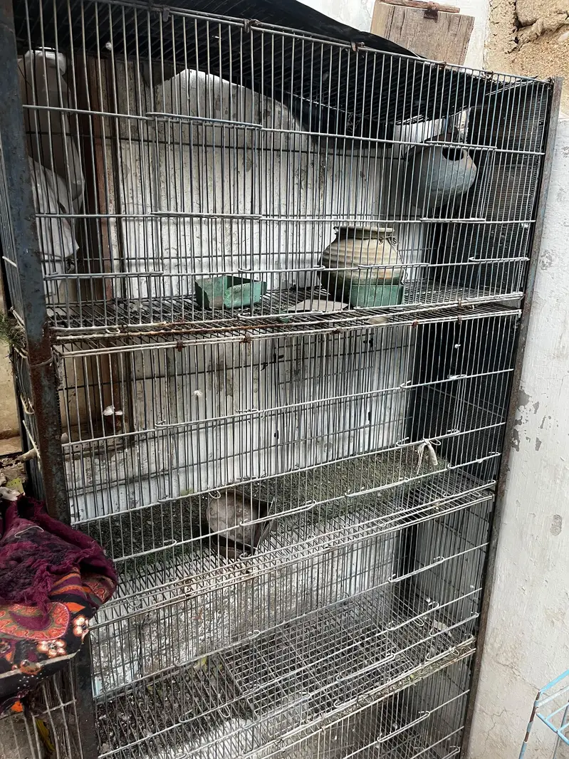 parrots cage used — photo 2