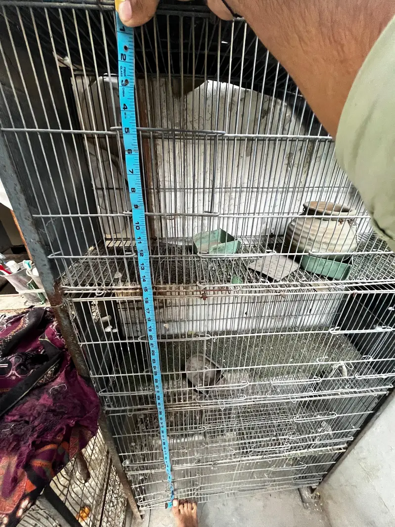 parrots cage used — photo 3