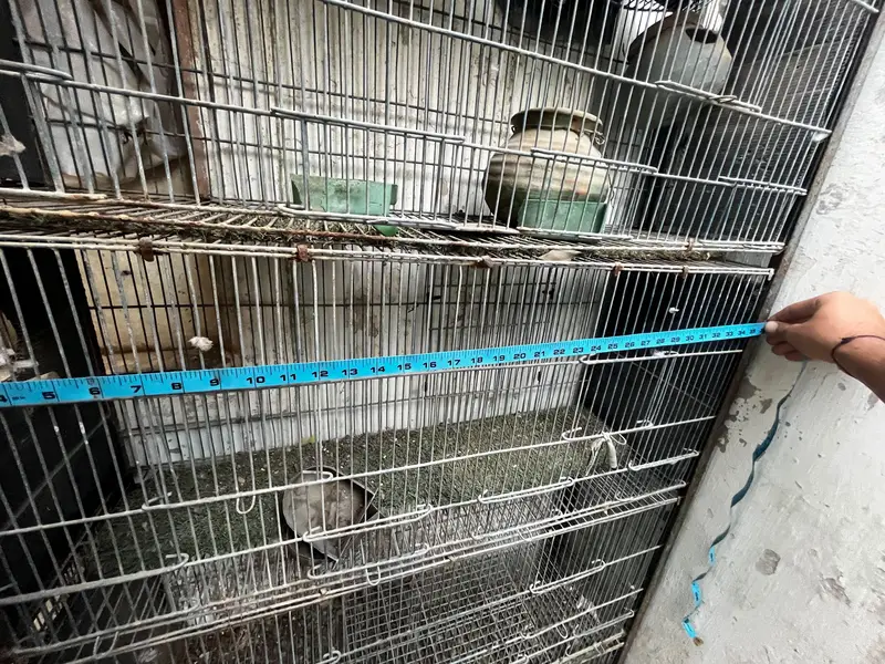 parrots cage used — photo 4