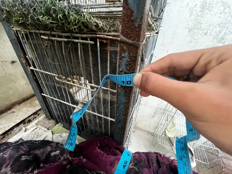 parrots cage used — photo 5