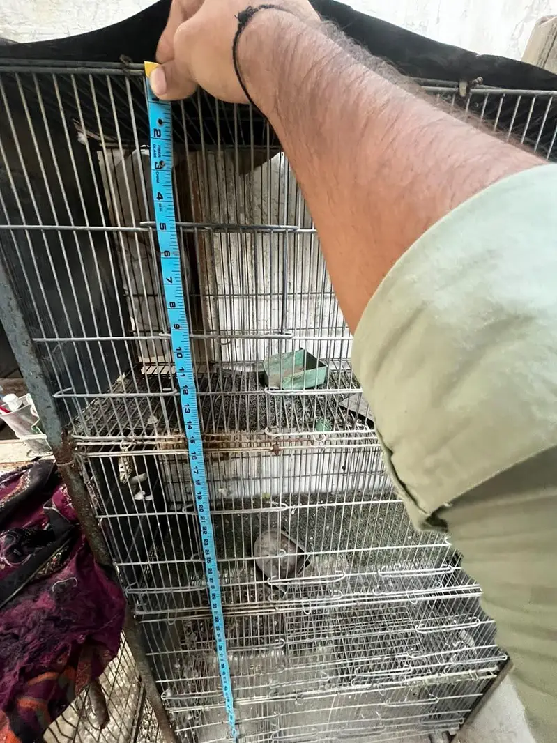 parrots cage used — photo 7