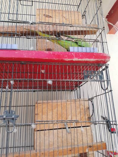 ringneck parrot for sale 4 pairs available