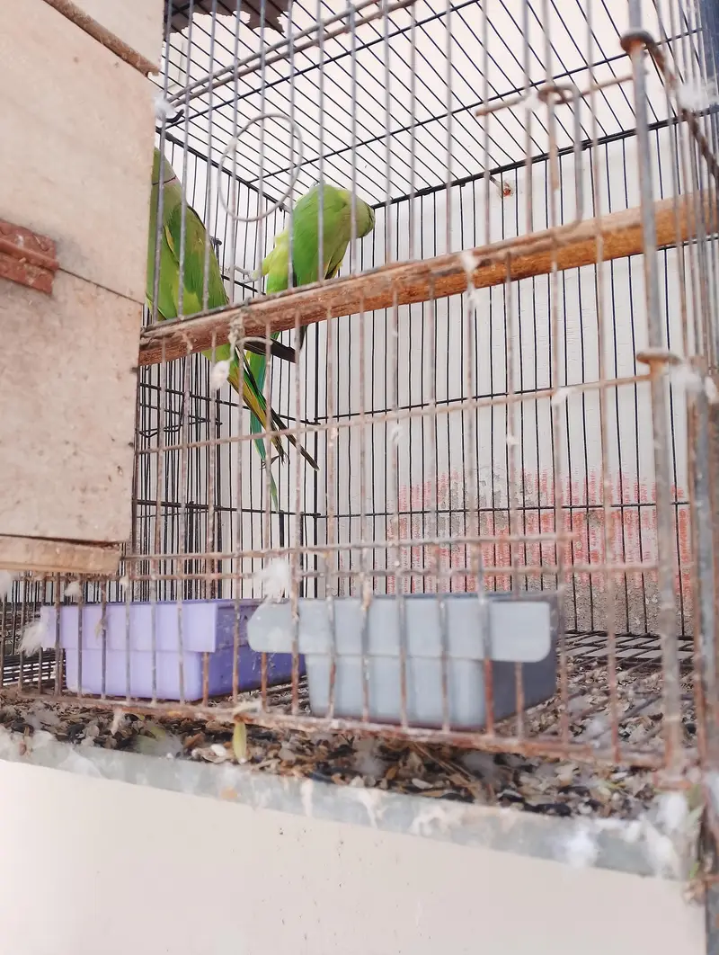 ringneck parrot for sale 4 pairs available — photo 2