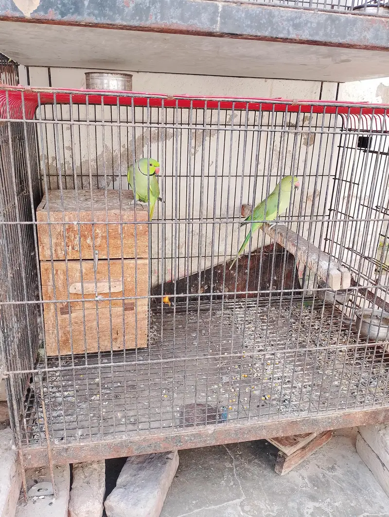 ringneck parrot for sale 4 pairs available — photo 3
