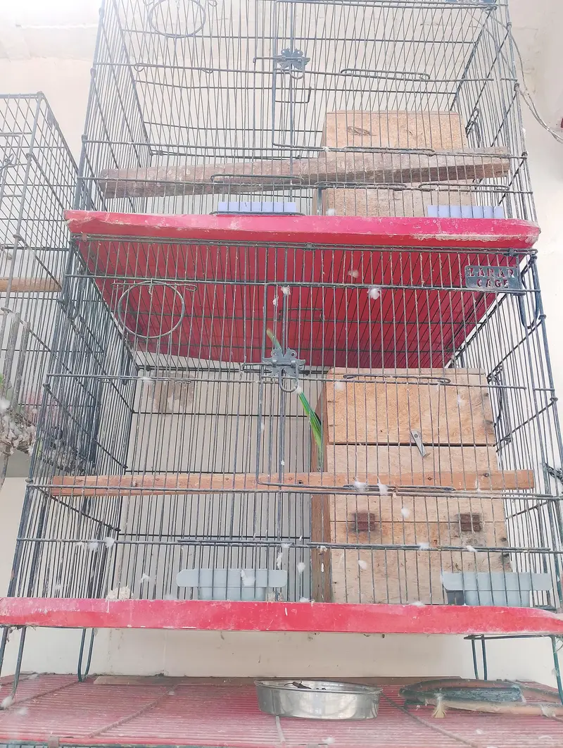 ringneck parrot for sale 4 pairs available — photo 4