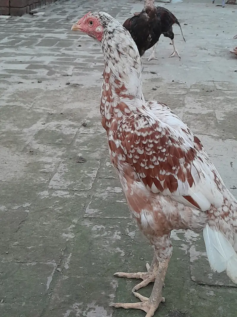 makhe chene — photo 2