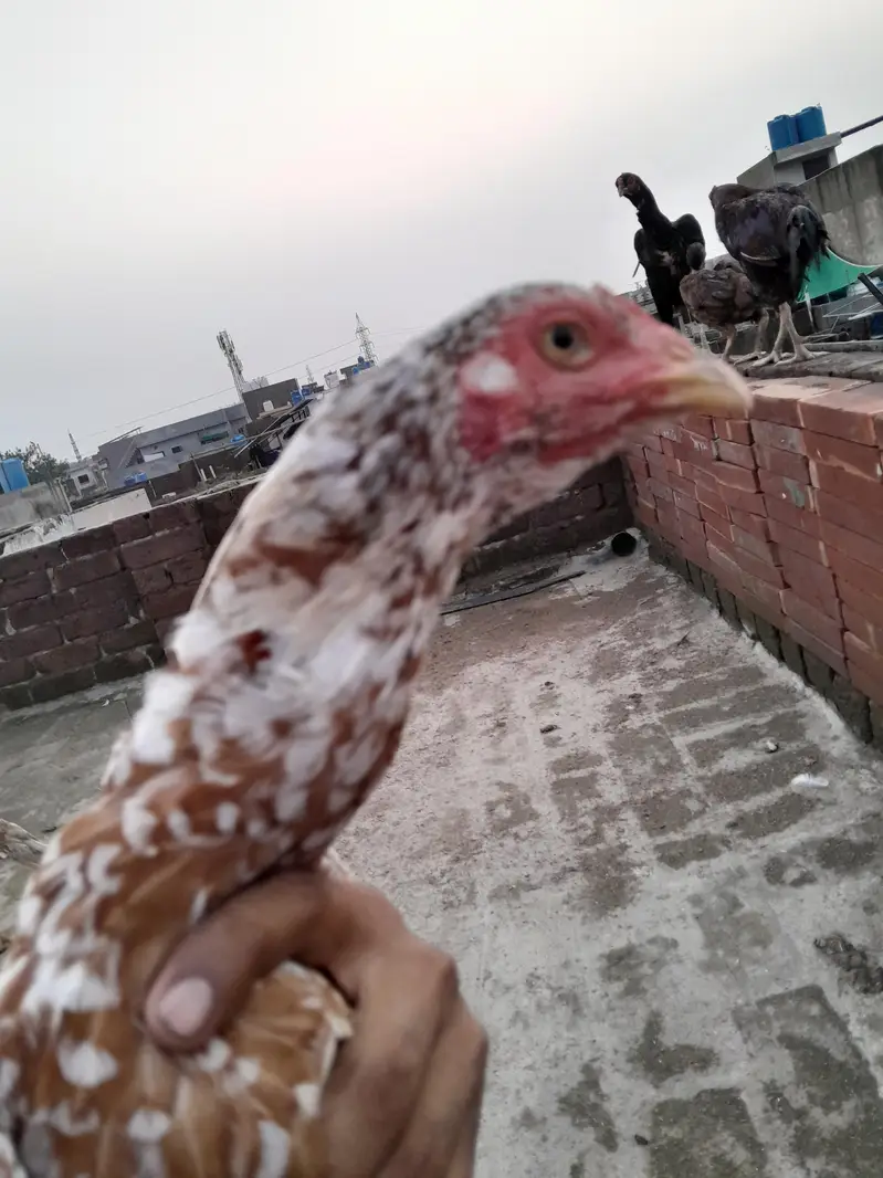 makhe chene — photo 3