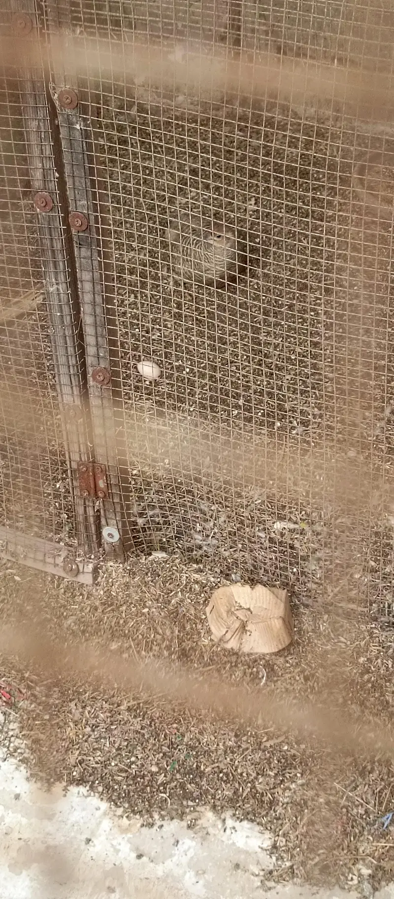 Healthy Birds — photo 2
