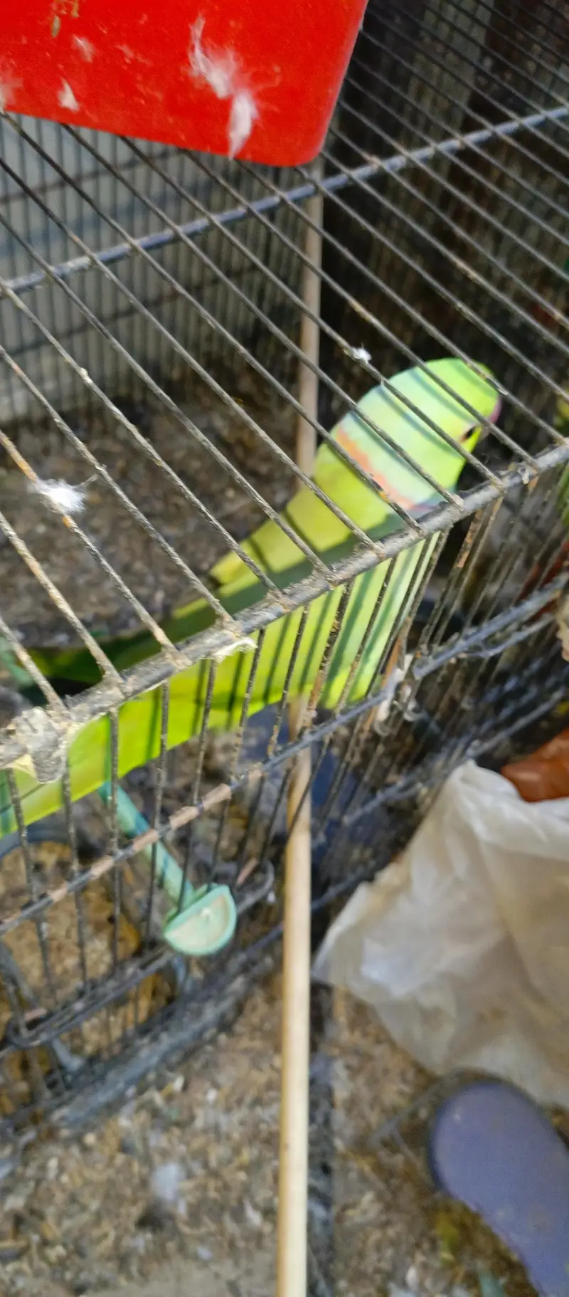 Healthy Birds — photo 3