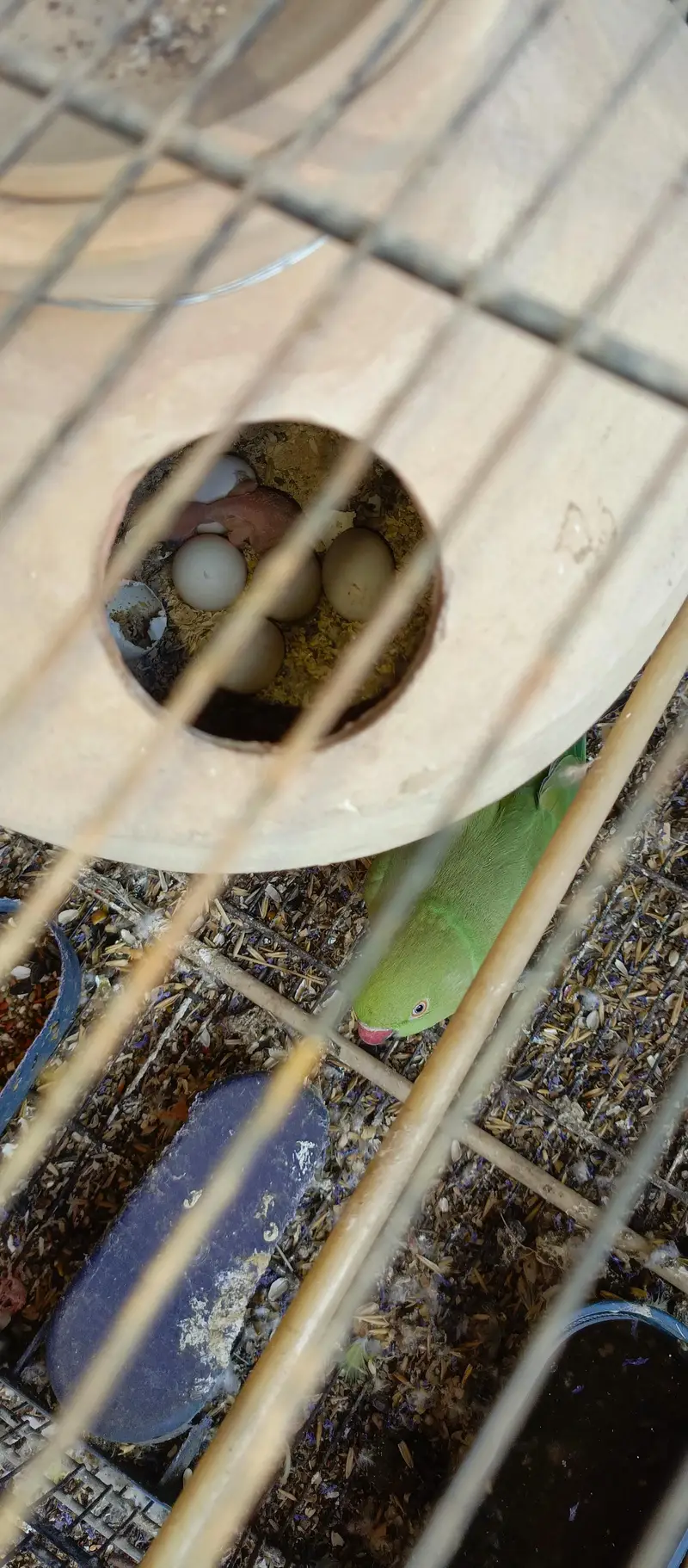 Healthy Birds — photo 4