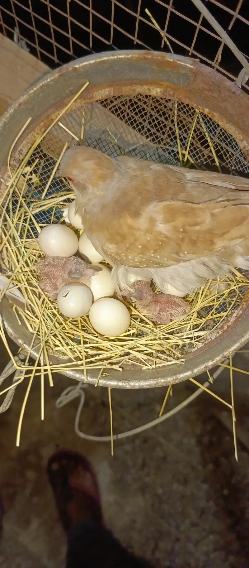 Healthy Birds — photo 5