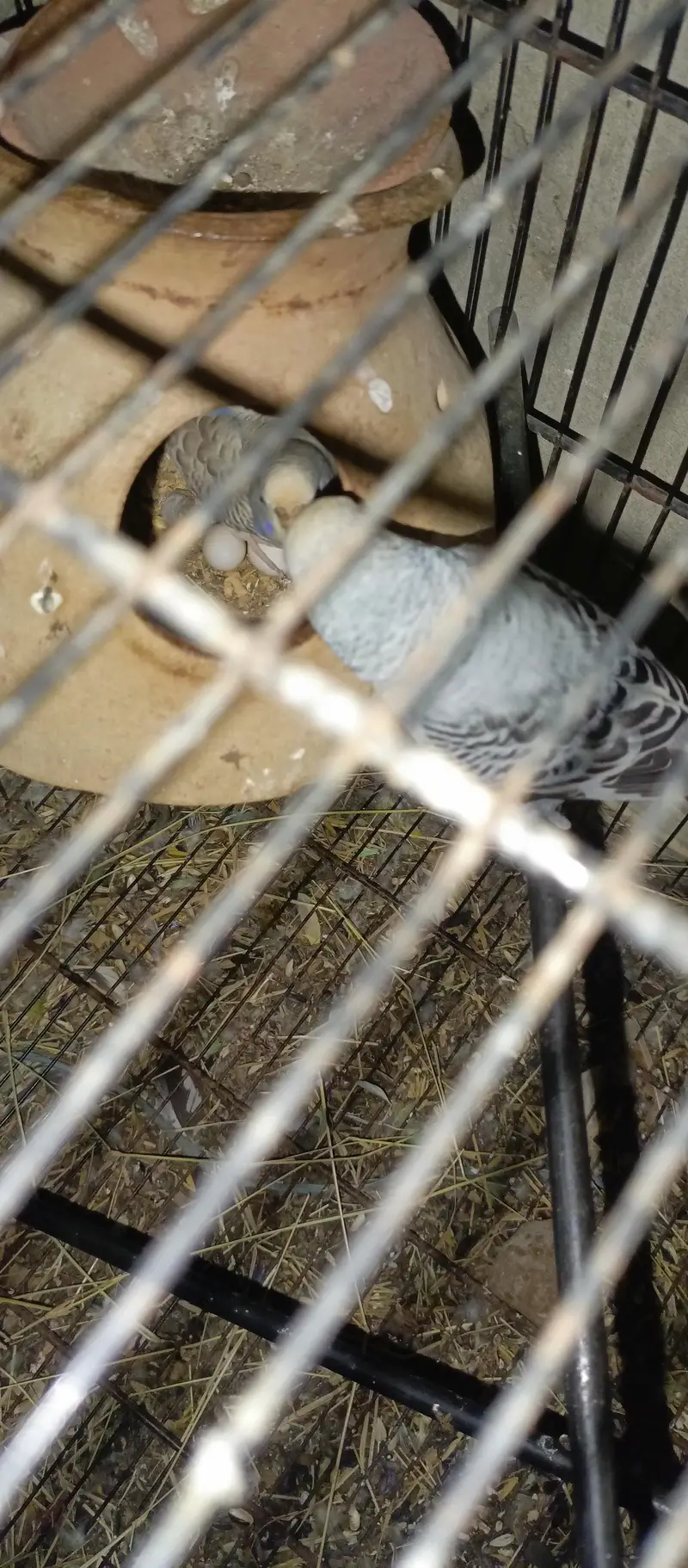 Healthy Birds — photo 6