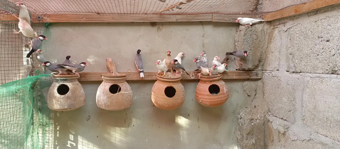 Healthy Birds — photo 7