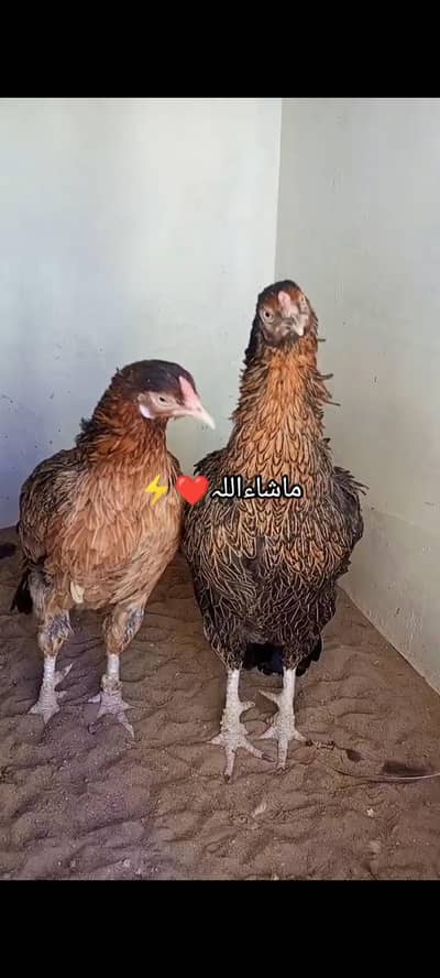 Kil Wali Madiyan