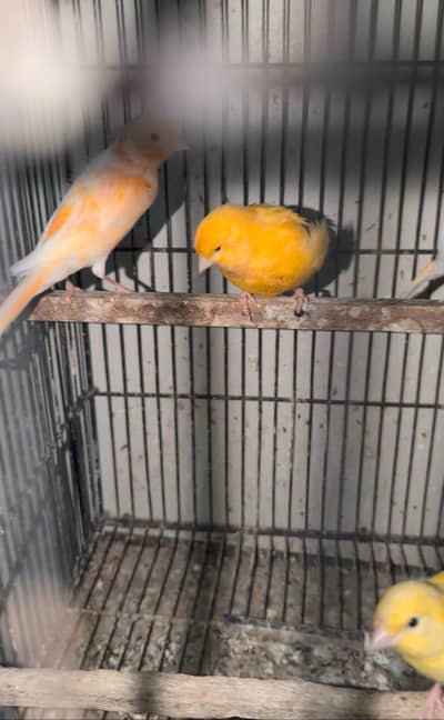Very active whistling male canary for sale