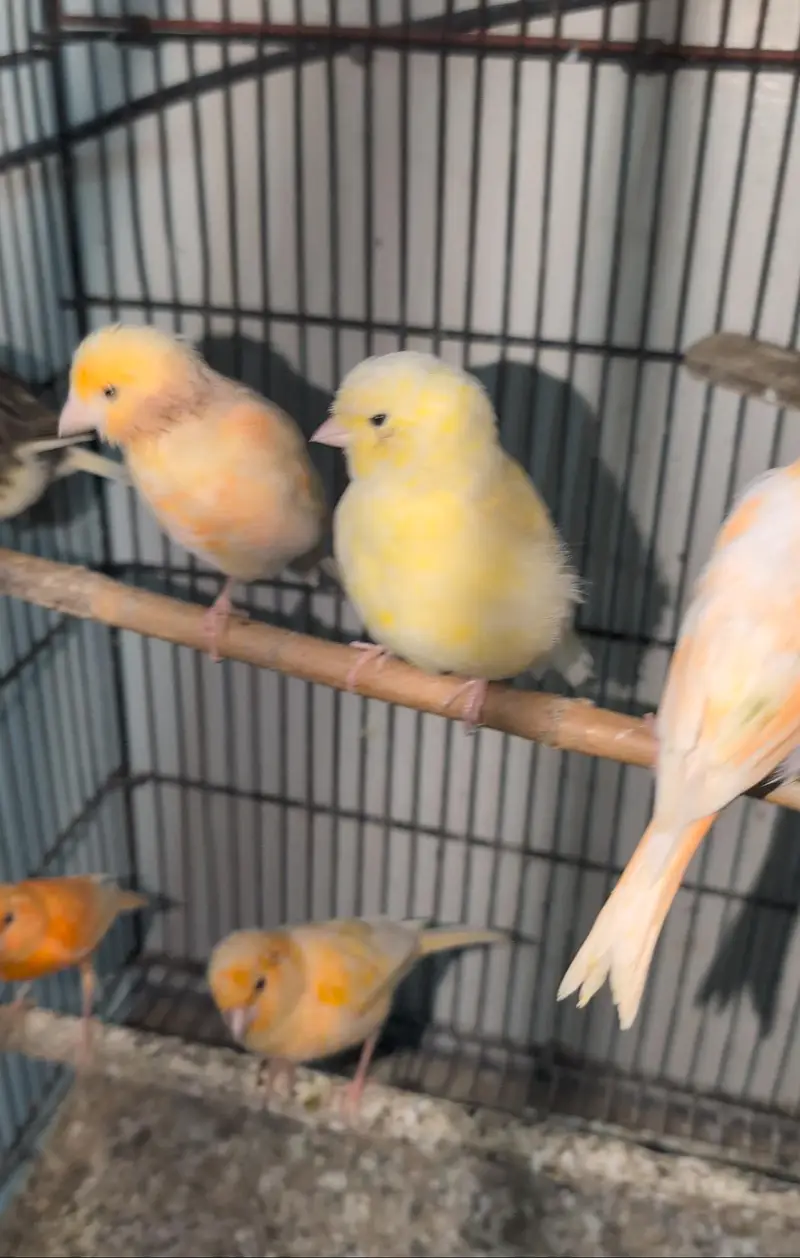 Very active whistling male canary for sale — photo 2