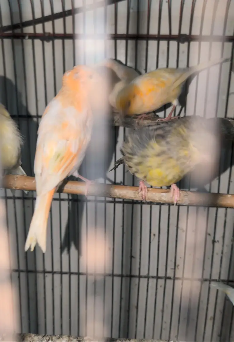 Very active whistling male canary for sale — photo 3