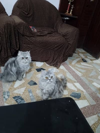 home cats
