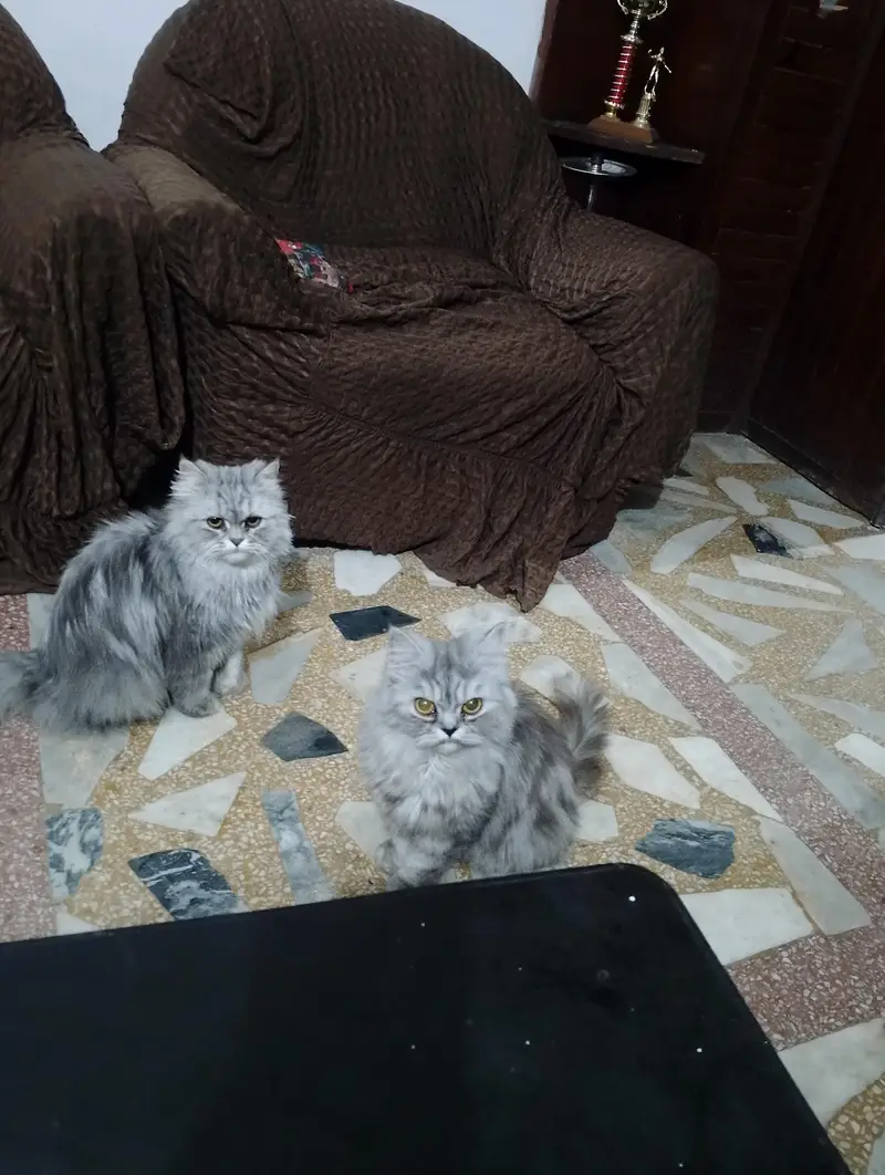 home cats — photo 2