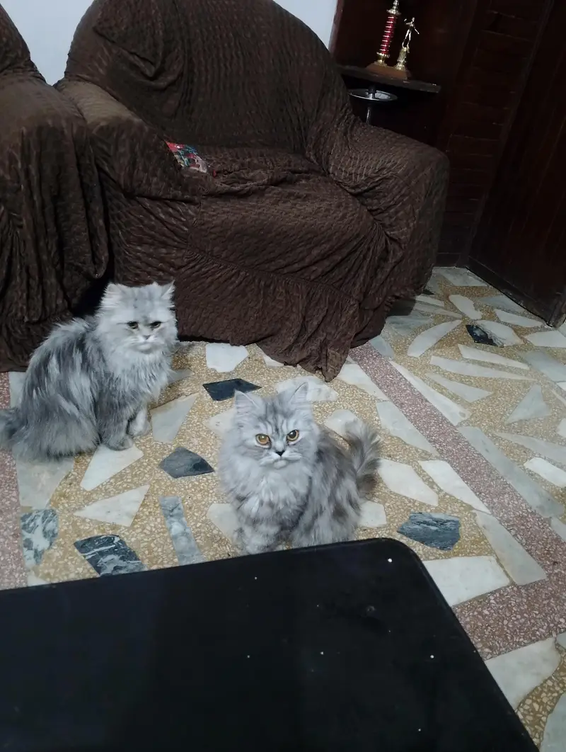home cats — photo 3