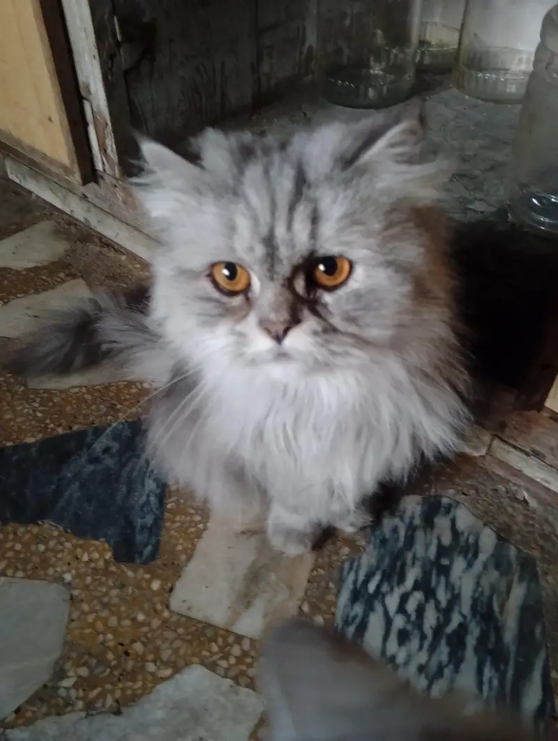 home cats — photo 4